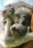 /album/fotogaleria/a7bjva-koalas-hugging-jpg/