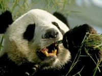 /album/fotogaleria/panda1-jpg/